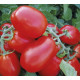 Томат 1855 F1 10 шт, Spark Seeds