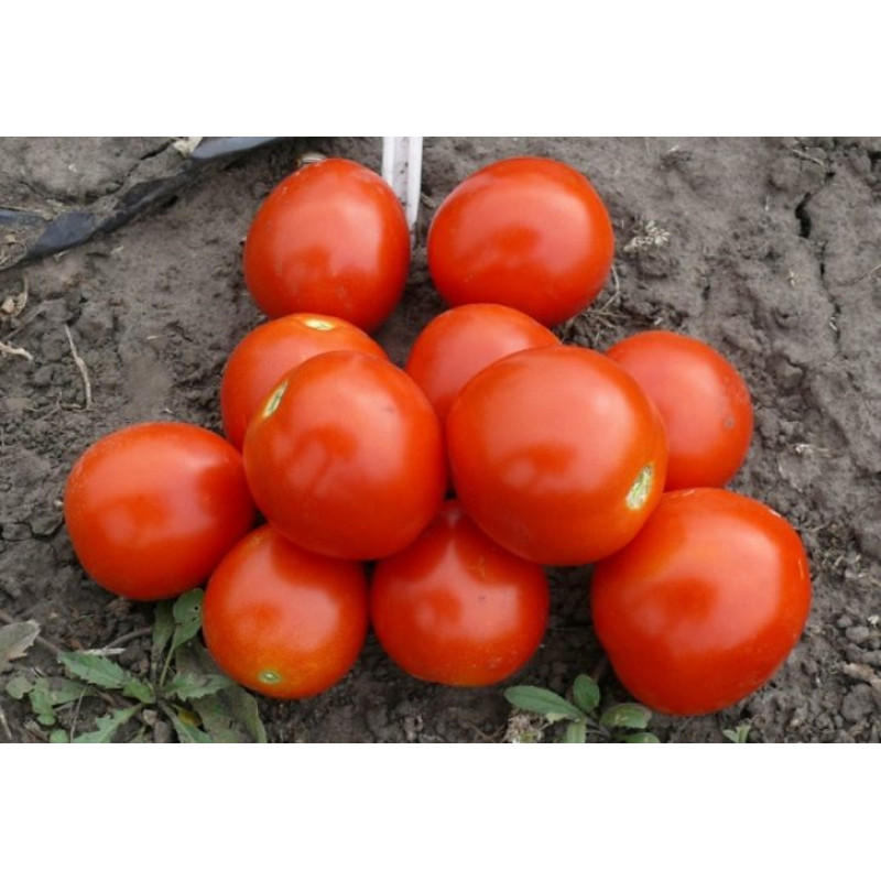Томат 1855 F1 10 шт, Spark Seeds
