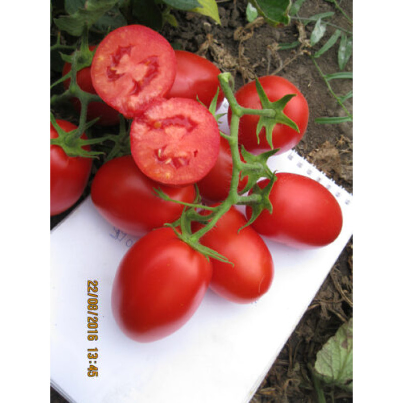 Томат 9905 F1 5000 шт, Spark Seeds