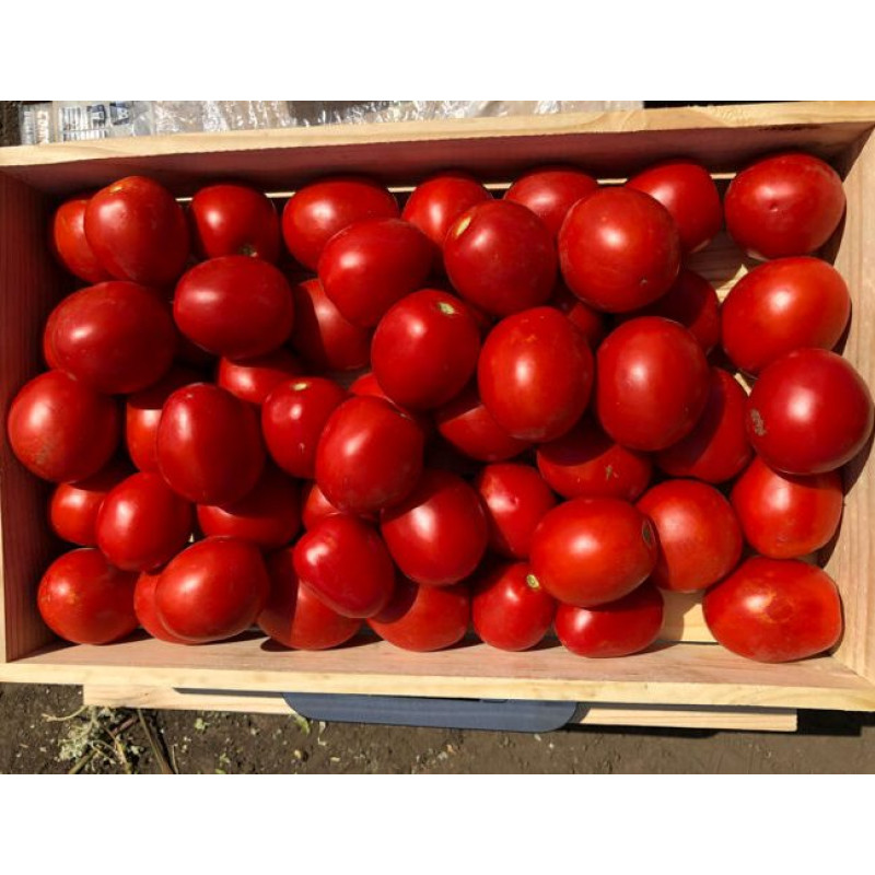 Томат 9969 F1 5000 шт, Spark Seeds