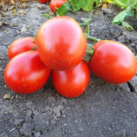 Томат 9969 F1 5000 шт, Spark Seeds