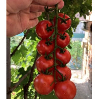 Томат Блейз F1 (1617 F1) 50 шт, Spark Seeds