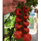 Томат Блейз F1 (1617 F1) 1000 шт, Spark Seeds