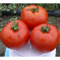 Томат 1504 F1 100 шт, Spark Seeds
