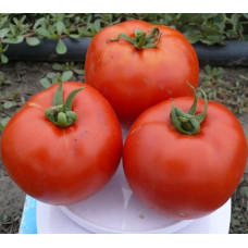 Томат 1504 F1 10 шт, Spark Seeds