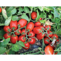 Томат 3402 F1 100 шт, Spark Seeds