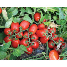 Томат 3402 F1 10 шт, Spark Seeds