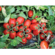 Томат 3402 F1 100 шт, Spark Seeds