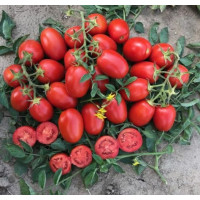 Томат 9905 F1 5000 шт, Spark Seeds