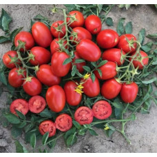 Томат 9905 F1 10 шт, Spark Seeds