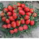 Томат 9905 F1 5000 шт, Spark Seeds