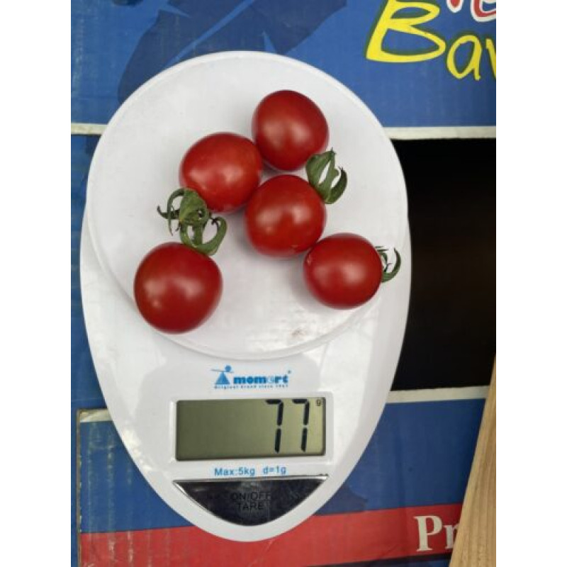 Томат Денвер F1 F1 5 шт, Spark Seeds