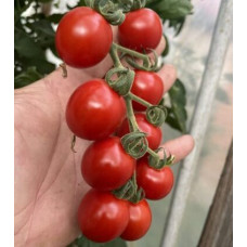Томат Денвер F1 F1 5 шт, Spark Seeds