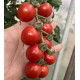 Томат Денвер F1 F1 5 шт, Spark Seeds