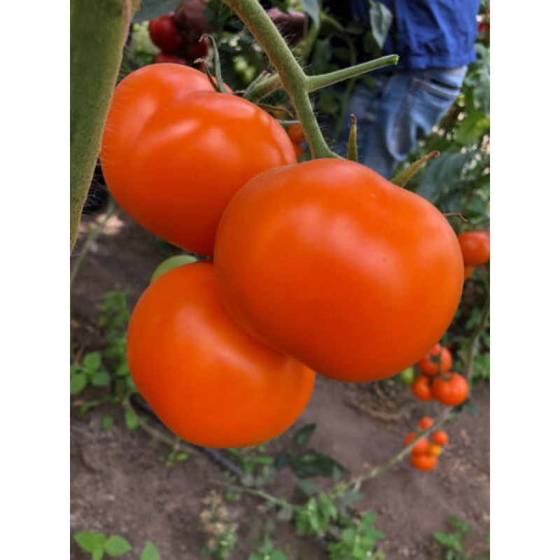 Томат ЄЛЛОУ ПЕШЕН F1 5 шт, Spark Seeds