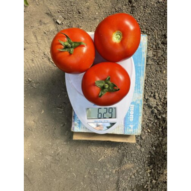Томат F155 F1 5 шт, Spark Seeds