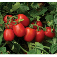 Томат 1015 F1 100 шт, Spark Seeds