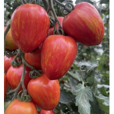 Томат Філадельфія F1 5 шт, Spark Seeds