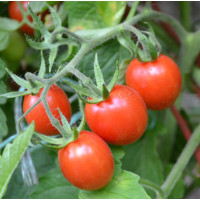 Томат Френзі F1 10 шт, Spark Seeds