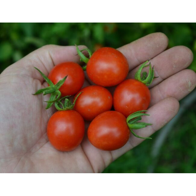 Томат Френзі F1 10 шт, Spark Seeds