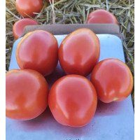Томат 9960 F1 25 шт, Spark Seeds