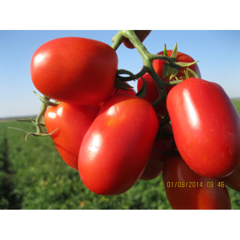 Томат 3402 F1 100 шт, Spark Seeds