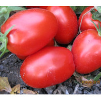 Томат 8504 F1 10 шт, Spark Seeds
