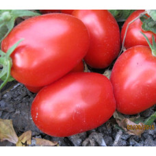 Томат 8504 F1 10 шт, Spark Seeds