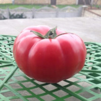 Томат Сапфір F1 (1625 F1) 50 шт, Spark Seeds