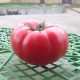 Томат Сапфір F1 (1625 F1) 5 шт, Spark Seeds