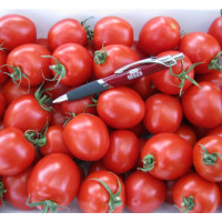 Томат Шкіпер F1 100 шт, Spark Seeds