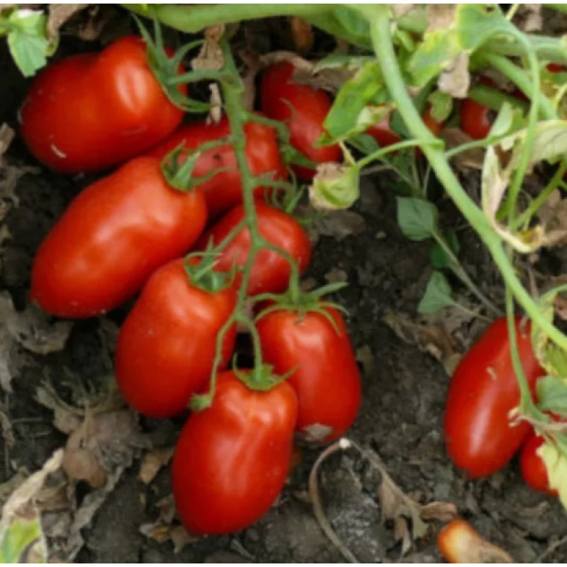 Томат Hardy F1 Харді F1 25 шт, Spark Seeds