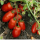 Томат Hardy F1 Харді F1 25 шт, Spark Seeds