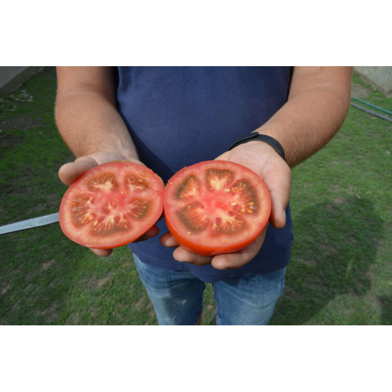 Томат Кладріз F1 1000 шт, Spark Seeds