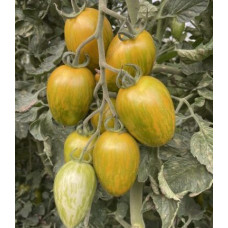 Томат Корваліс F1 F1 5 шт, Spark Seeds