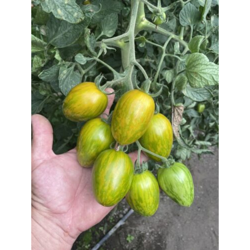 Томат Корваліс F1 F1 5 шт, Spark Seeds