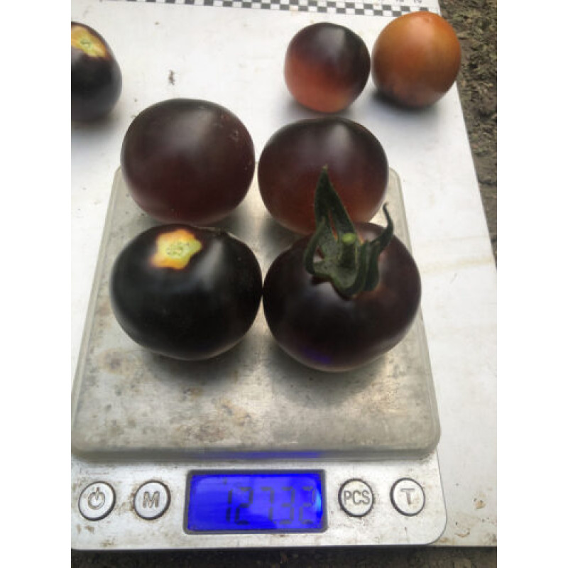 Томат Літл Рок F1 5 шт, Spark Seeds