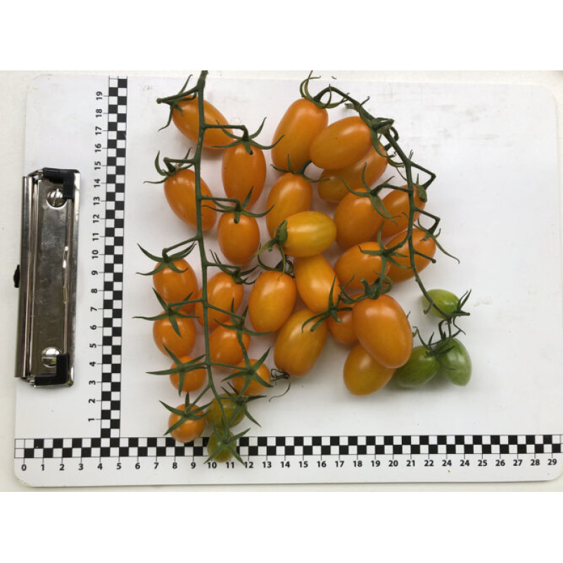 Томат Мінікін F1 10 шт, Spark Seeds