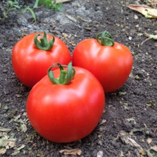 Томат Мінікін F1 10 шт, Spark Seeds