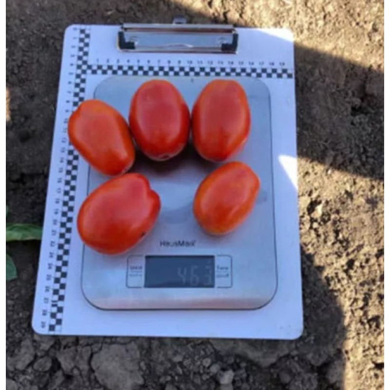 Томат 9985 F1 25 шт, Spark Seeds