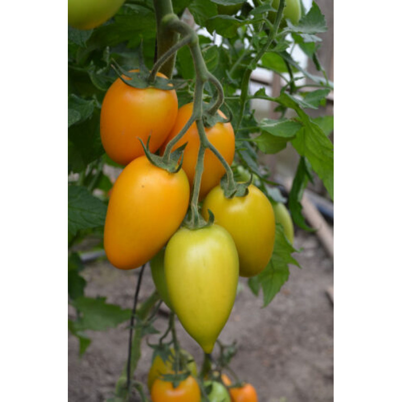 Томат Ремембе F1 5 шт, Spark Seeds
