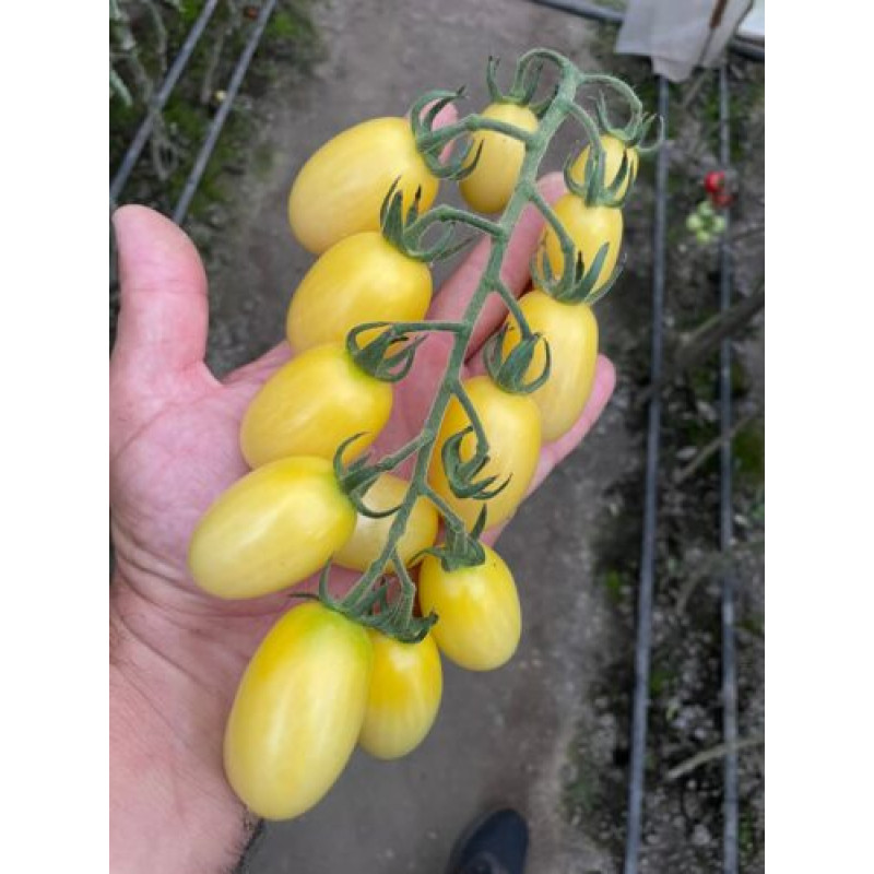Томат Смарт F1 20 шт, Spark Seeds