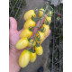 Томат Смарт F1 20 шт, Spark Seeds