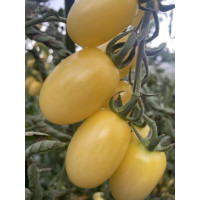 Томат Смарт F1 20 шт, Spark Seeds