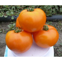 Томат Солідо F1 100 шт, Spark Seeds