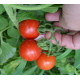 Томат Старскрім F1 10 шт, Spark Seeds