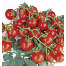 Томат Старскрім F1 10 шт, Spark Seeds