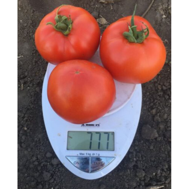 Томат 1801 F1 500 шт, Spark Seeds