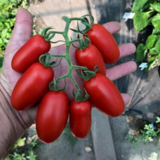 Томат Візард F1 5 шт, Spark Seeds