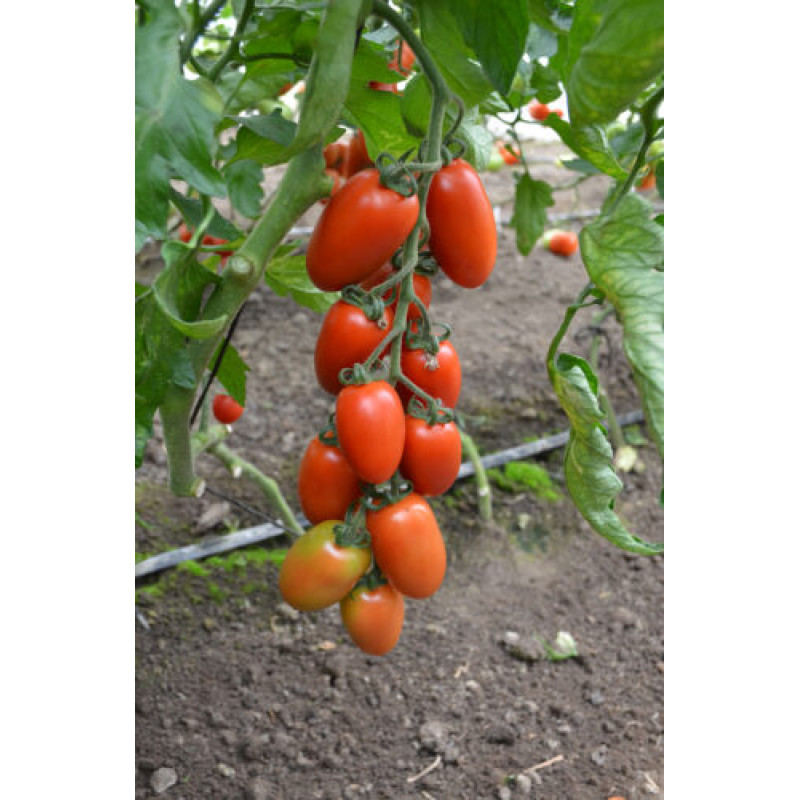 Томат Візард F1 5 шт, Spark Seeds